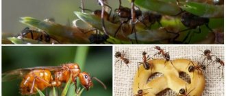 Смертельные челюсти муравья Дракулы - Самый быстрый природный двигатель: 320 км / ч