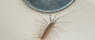 Centipede living in houses, where does it come from?