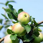 Apple tree variety Imrus