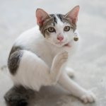 Способы передачи чесотки от кошки человеку