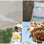 Remedies against wasps