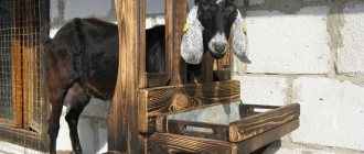 Станок для дойки коз облегчает процесс доения