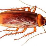 Body structure of a cockroach