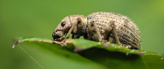 Beet weevil. Photo: Mospriroda 