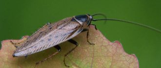 Таракан лапландский (Ectobius lapponicus), фото фотография насекомые