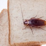 Тараканы являются переносчиками многих инфекционных заболеваний.