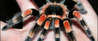 home tarantula