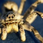 Tarantula: types, lifestyle and danger to humans