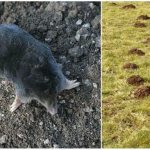 Technology for getting rid of moles on the site, the most effective way