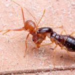Termites vs Ants - 6 Key Differences
