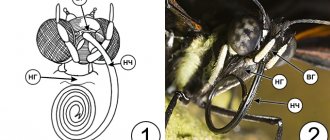 Типы ротовых аппаратов насекомых - Сосущий ротовой аппарат