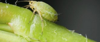 Aphids on tomatoes