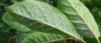 how to fight aphids on plums