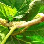 Aphids on currants