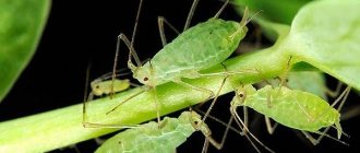 Aphid-insect-lifestyle-and-habitat-2