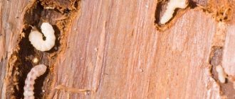 The wood borer is a small insect that feeds on wood, destroying its structure.