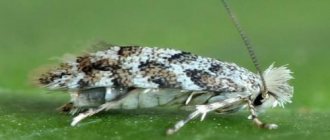 Poplar moth