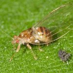 grass flea
