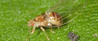 grass flea