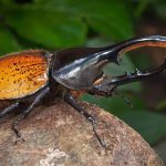 Hercules beetles have the most massive mandible.