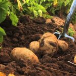 удобрения под картофель для осени