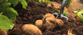 удобрения под картофель для осени