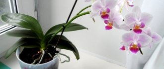Уход за орхидеей фаленопсис
