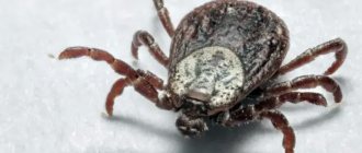Tick ​​bite: classification, danger to humans, effective means of protection