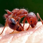 Укус муравья у человека
