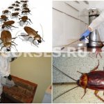 Destruction of cockroaches with gas