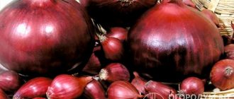 The universal onion “Red Baron” (pictured) is grown mainly in an annual crop from seeds, as well as using sets or seedlings