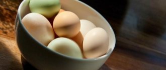 Duck eggs: benefits and harms