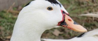 Duck moularl