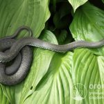 Snakes and vipers are becoming more and more frequent guests of front gardens and vegetable gardens