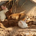 В последнее время многие кролиководы отходят от клеточного и используют ямный способ содержания животных