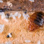 The drug contains three insecticides at once, so the likelihood of bedbugs becoming accustomed to Zonder is practically excluded.