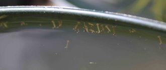 Mosquito larvae are located along the edge of the rain barrel