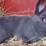 The Vienna Blue rabbit (pictured) combines high quality meat and fur