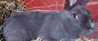 Венский голубой кролик (на фото) сочетает в себе высокие качества мяса и меха