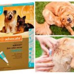 Ветеринарный препарат «Адвокат» для собак: дозировка, инструкция