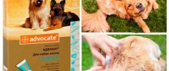 Veterinary drug &quot;Advocate&quot; for dogs: dosage, instructions
