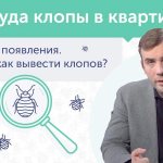 video about the causes of bedbugs