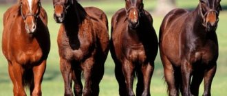 types and breeds of horses