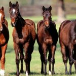 types and breeds of horses