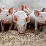 Types of bedding for pigs