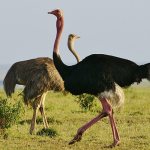 Types of ostriches