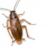 Types of cockroaches living in Russia, including apartment ones