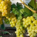 The “Lora” grape (pictured) pleases amateur gardeners with the yield, marketability and taste of the fruit