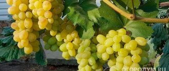 Виноград «Лора» (на фото) радует садоводов-любителей урожайностью, товарностью и вкусовыми качествами плодов