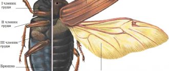 External structure of the cockchafer